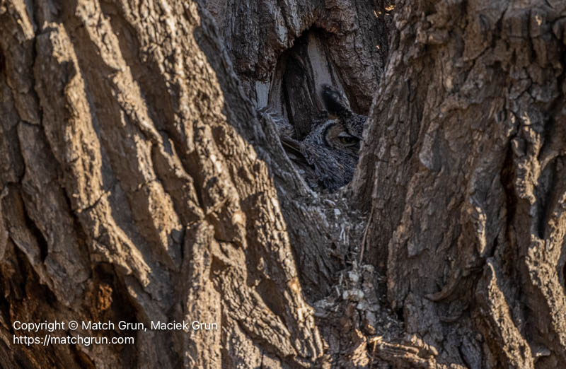 3341-0515-Great-Horned-Owl-On-Nest-Monte-Vista-No-2