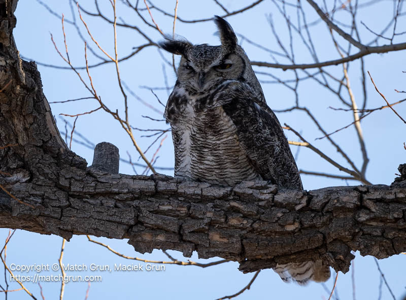 3341-0522-Great-Horned-Owl-Perched-Close-By-Monte-Vista-No-2