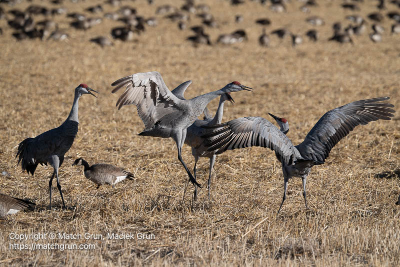 3342-0036-Sandhill-Crane-Altercation-Monte-Vista