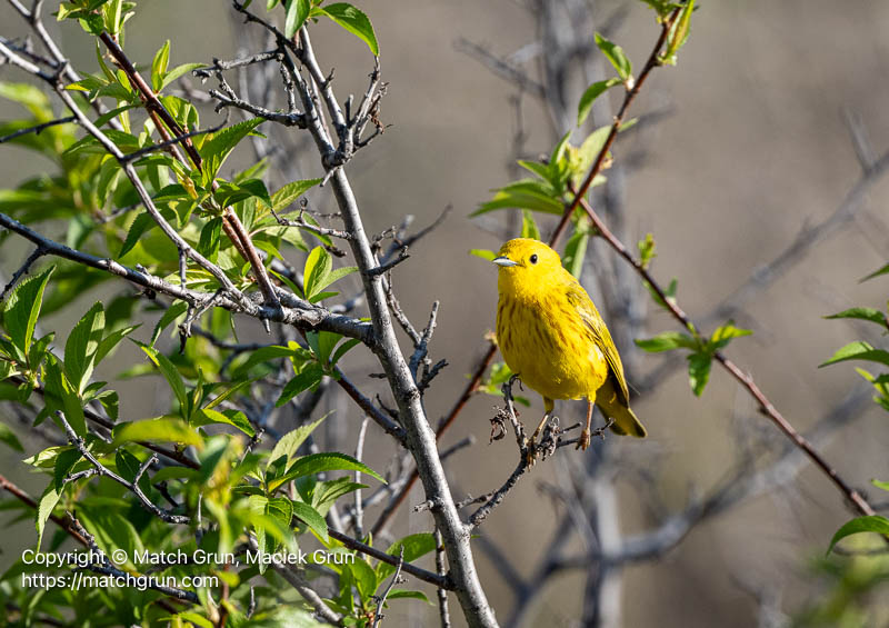 3355-0002-Yellow-Warbler-Chatfield-State-Park