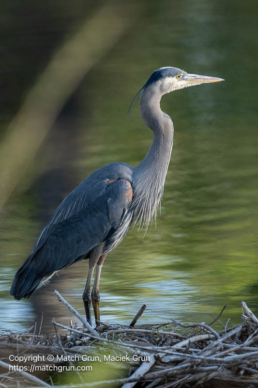 3355-0019-Great-Blue-Heron-Just-Landed