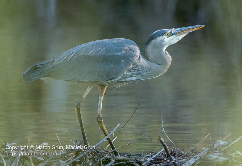 3355-0029-Great-Blue-Heron-Feeding-On-Bugs