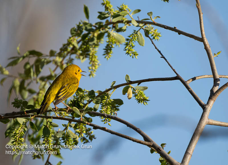 3355-0038-Yellow-Warbler-Calling-Chatfield