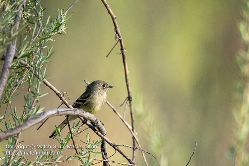 3355-0045-Cordilleran-Flycatcher-Chatfield