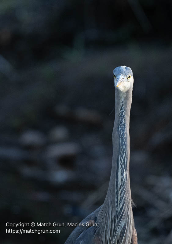 3355-0048-Great-Blue-Heron-Portrait-Chatfield