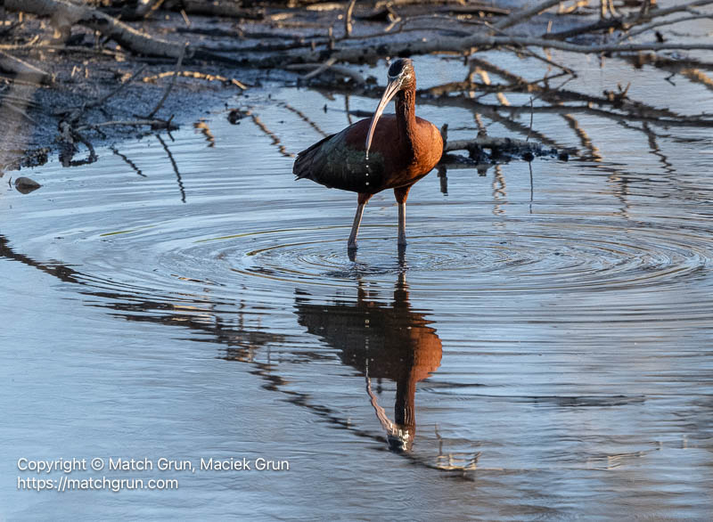 3355-0067-White-Faced-Ibis-Chatfield-State-Park