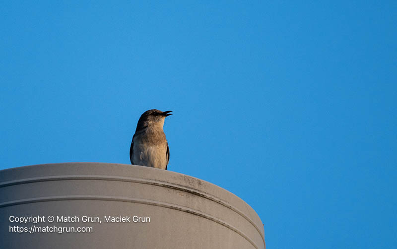 3359-0002-Northern-Mockingbird-Chincoteague-Field-Station