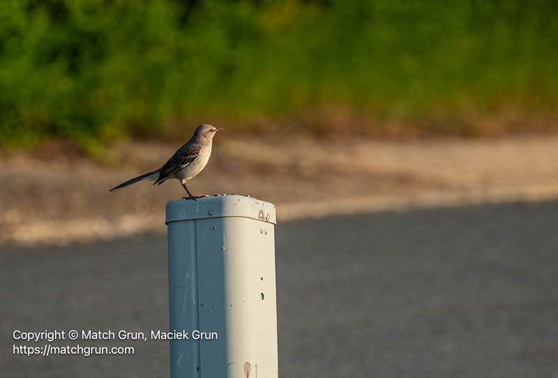 3359-0011-Mockingbird-Perched-On-Post