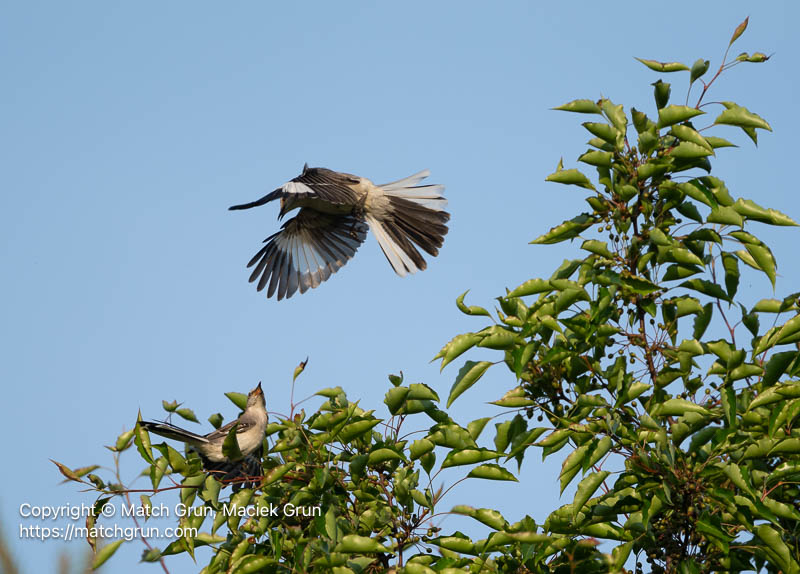3359-0018-Mockingbird-Pair-Chincoteague