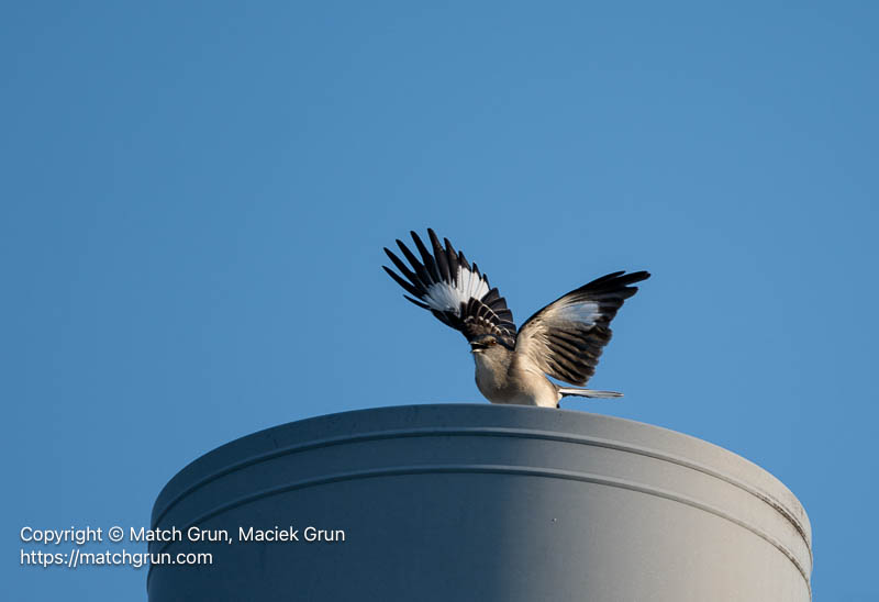 3359-0031-Mockingbird-Taking-Flight-Chincoteague
