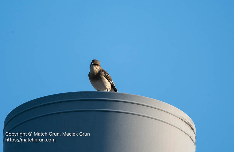 3359-0033-Northern-Mockingbird