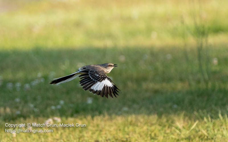 3359-0039-Mockingbird-In-Flight