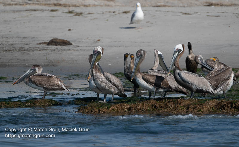 3360-0019-Brown-Pelican-Group-Chincoteague-Channel