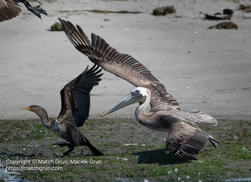3360-0031-Brown-Pelican-Taking-Flight