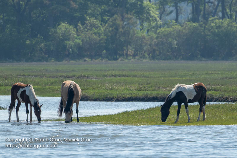 3360-0061-Ponies-Chincoteague-NWR