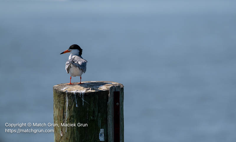 3360-0064-Forsters-Tern-On-Post-Chicnoteague-Channel