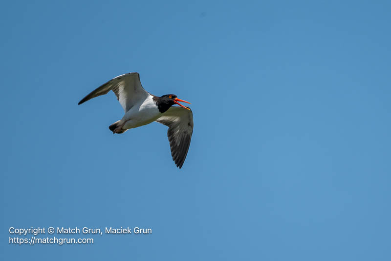 3361-0007-American-Oystercatcher-In-Flight-Chincoteague-NWR