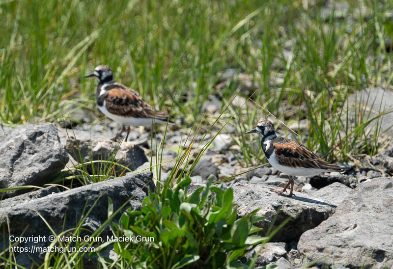 3361-0067-Ruddy-Turnstone-Chincoteague-NWR