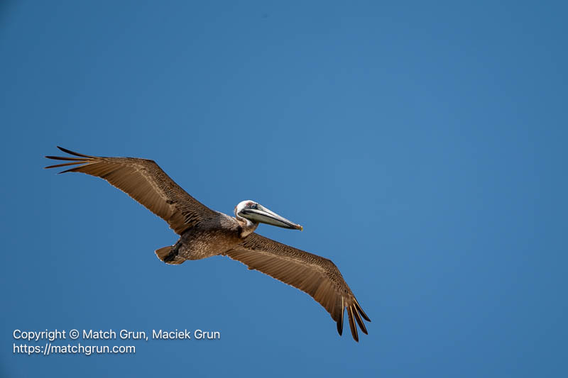 3361-0095-Brown-Pelican-In-Flight-Chincoteague-Refuge