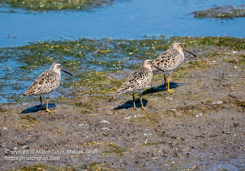 3361-0130-Short-Billed-Dowitchers-Chincoteague NWR