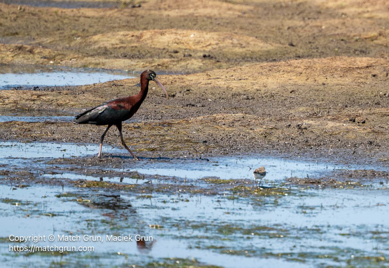 3361-0147-Black-Faced-Ibis-Chincoteague-NWR
