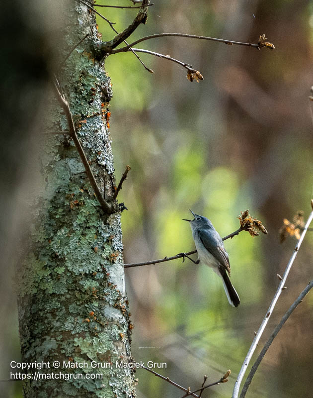 3364-0009-Blue-Gray-Gnatcatcher-Nassawango-Creek