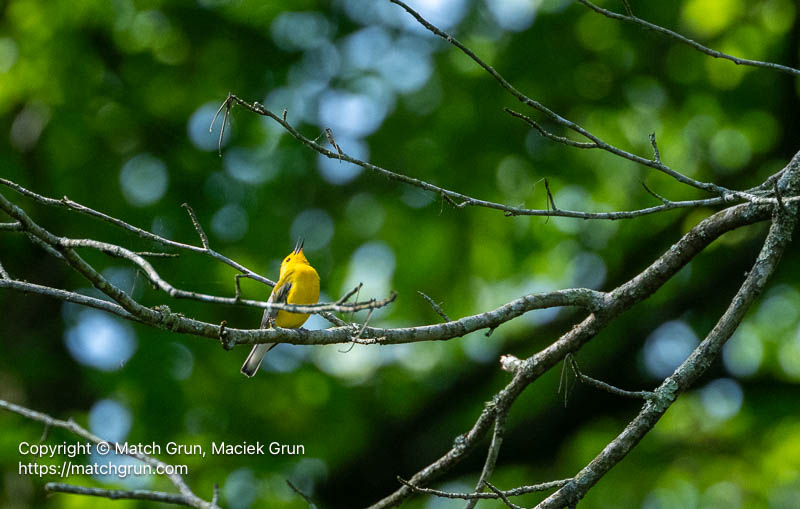 3364-0034-Prothonotary-Warbler-Nassawango-Creek