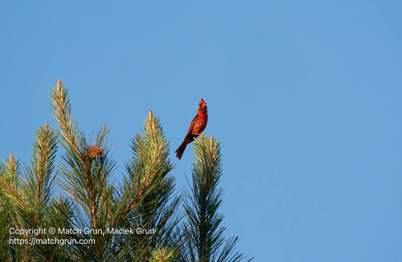 3367-0006-Northern-Cardinal-Chincoteague-Field-Station