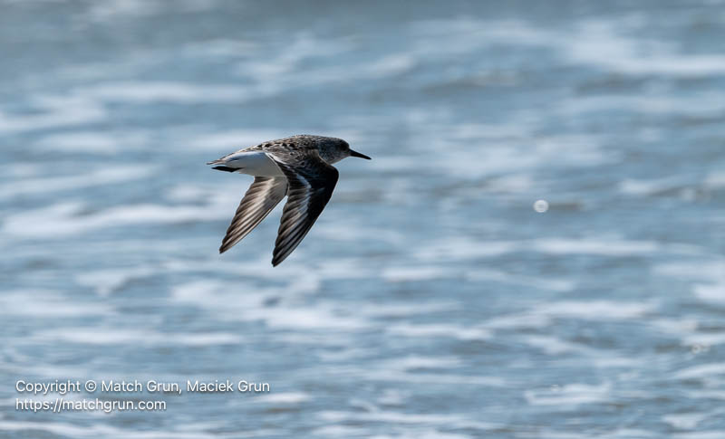 3368-0035-Sanderling-In-Flight-Wallops-Island