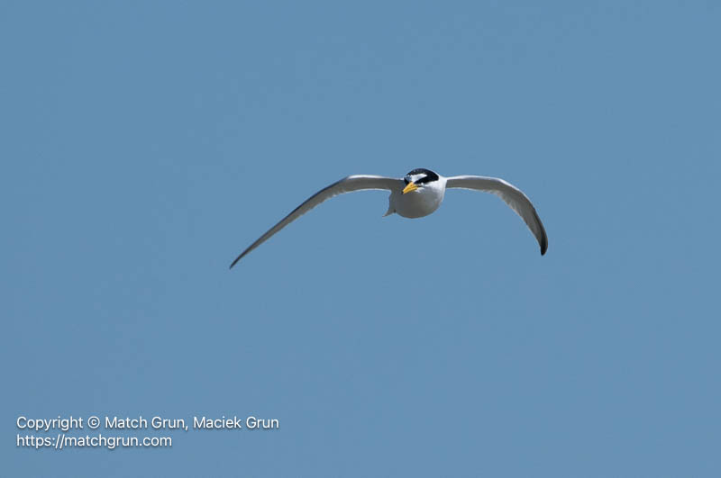3368-0106-Least-Tern-In-Flight-Wallops-Island