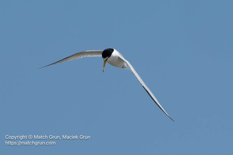 3368-0108-Least-Tern-In-Banking-Turn-Wallops-Island