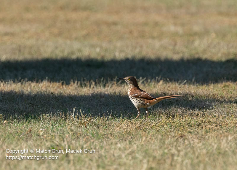 3370-0002-Brown-Thrasher-Chincoteague-Field-Station