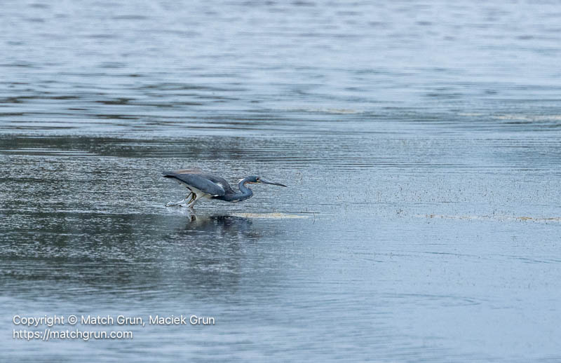 3371-0059-Tricolored-Heron-Foraging-Truitts-Landing