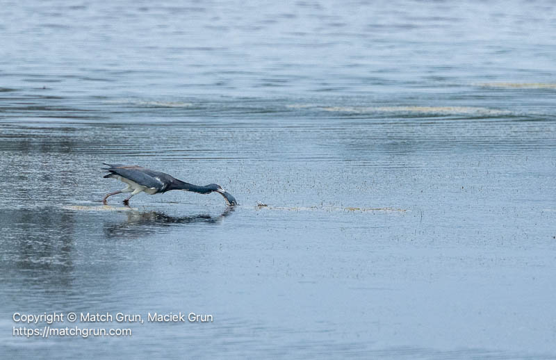 3371-0061-Tricolored-Heron-Catching-Prey-Truitts-Landing