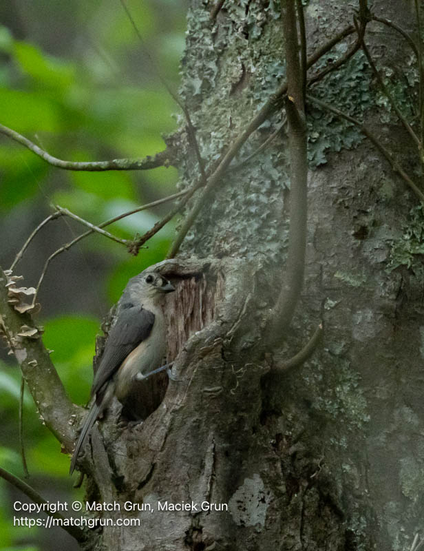 3372-0007-Tufted-Titmouse-At-Nest-Pocomoke-State-Park