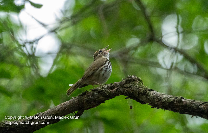 3372-0035-Ovenbird-Calling-Pocomoke-State-Park