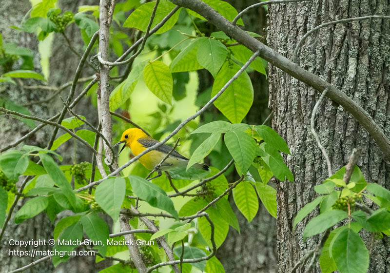 3378-0001-Prothonotary-Warbler-Calling-Pocomoke-River