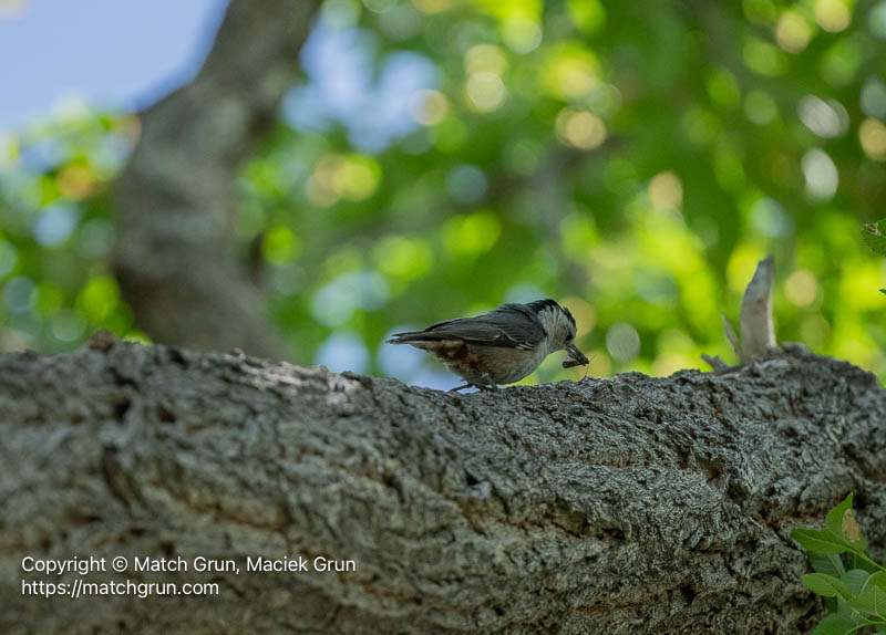 3382-0002-White-Breasted-Nuthatch-With-Bug