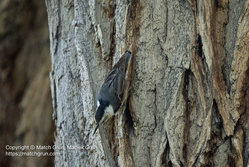 3382-0009-White-Breasted-Nuthatch-Foraging-No-1