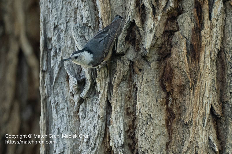 3382-0010-White-Breasted-Nuthatch-Foraging-No-2
