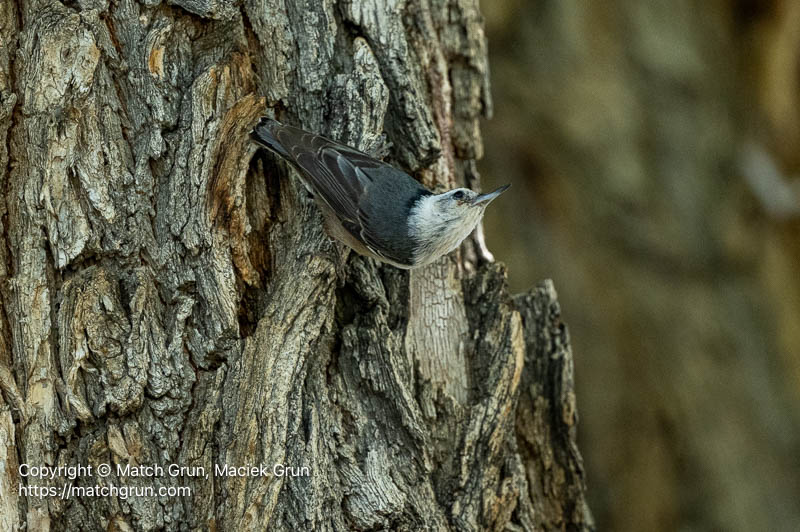 3382-0024-White-Breasted-Nuthatch-Foraging-No-3