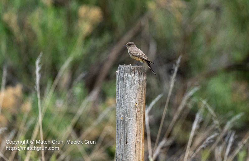 3385-0007-Says-Phoebe-On-Post-Audubon