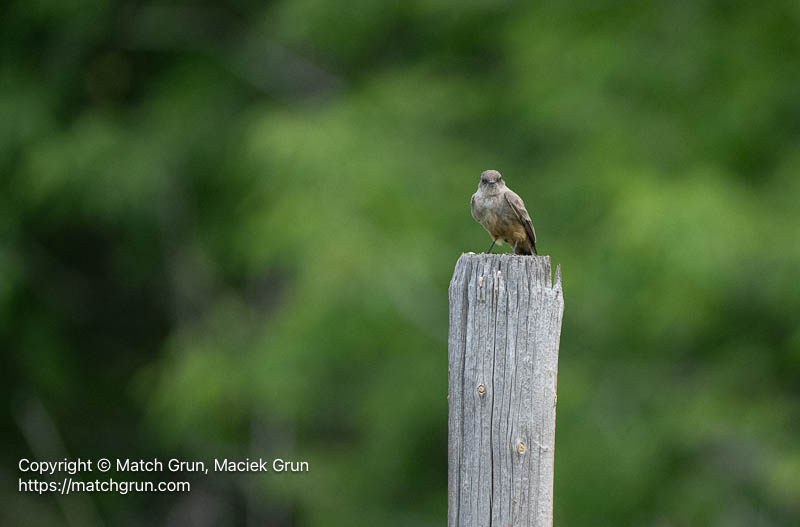 3385-0009-Says-Phoebe-On-Post-No-2-Audubon