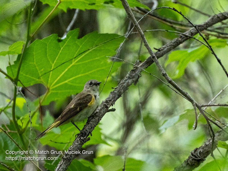 3386-0003-Female-American-Redstart-No-1-Audubon