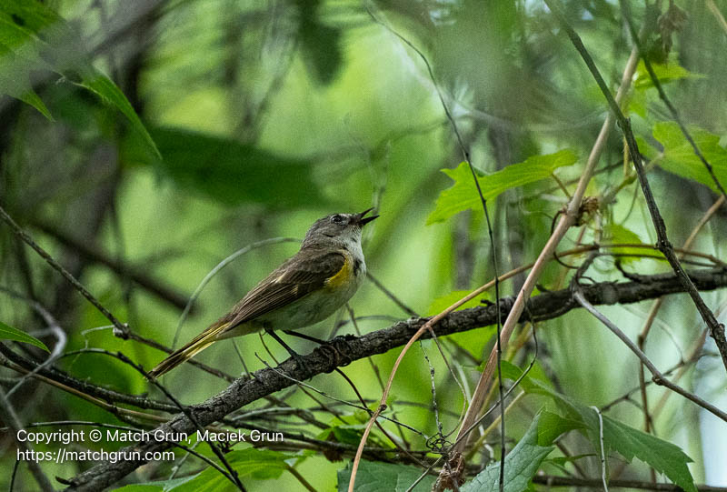 3386-0008-Female-American-Redstart-Calling-Audubon
