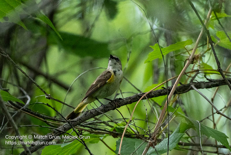 3386-0012-Female-American-Redstart-No-2-Audubon