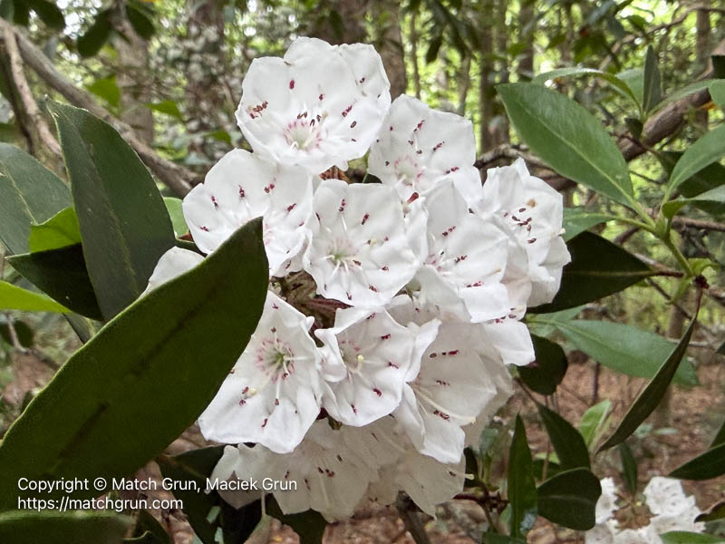 ip17-0490-Mountain-Laurel-Pocomoke-State-Park