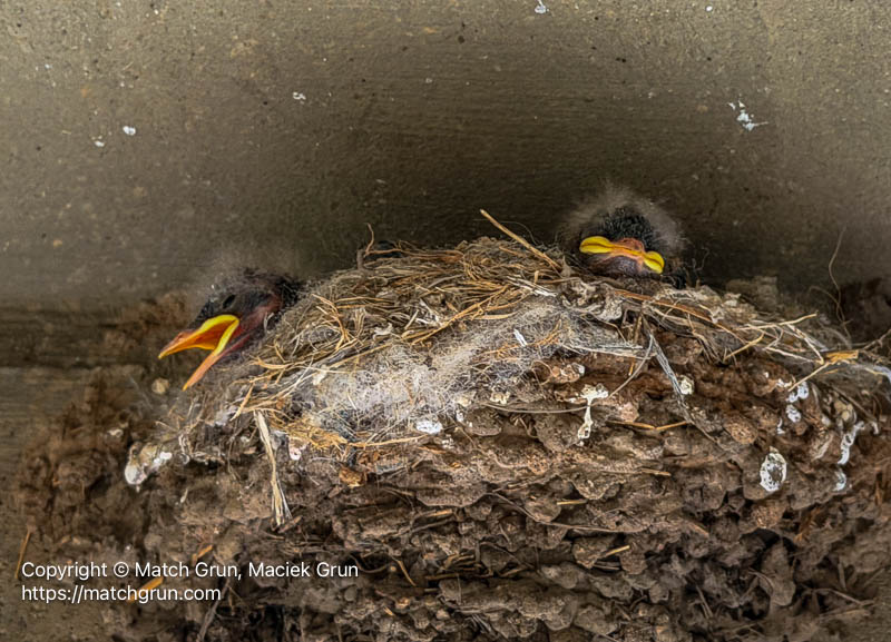 ip17-0571-Says-Phoebe-Chicks-On-Nest-Audubon