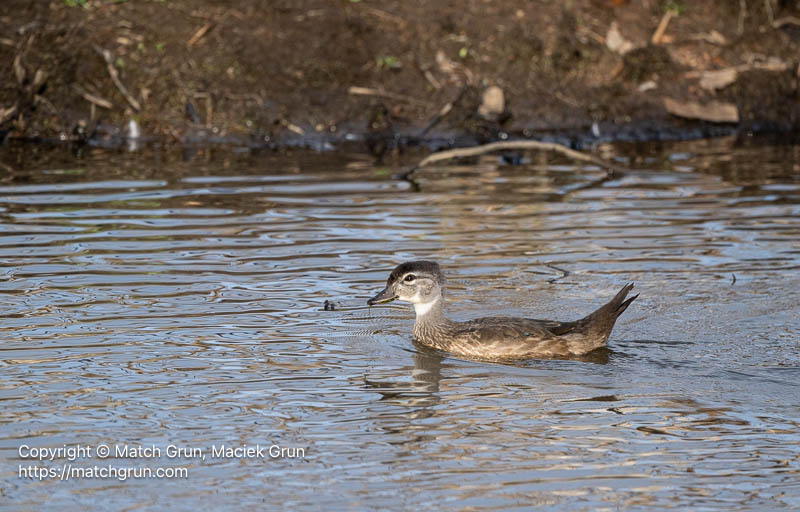 3394-0050-Juvenile-Wood-Duck-Chatfield-State-Park