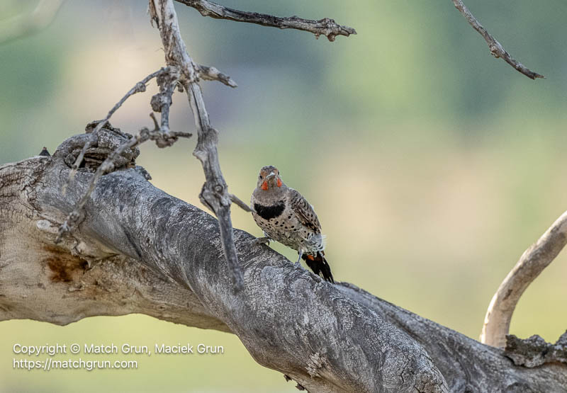 3394-0065-Northern-Flicker-Perched-Chatfield